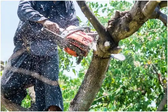 tree services Lake Stevens